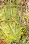 Yellow butterwort